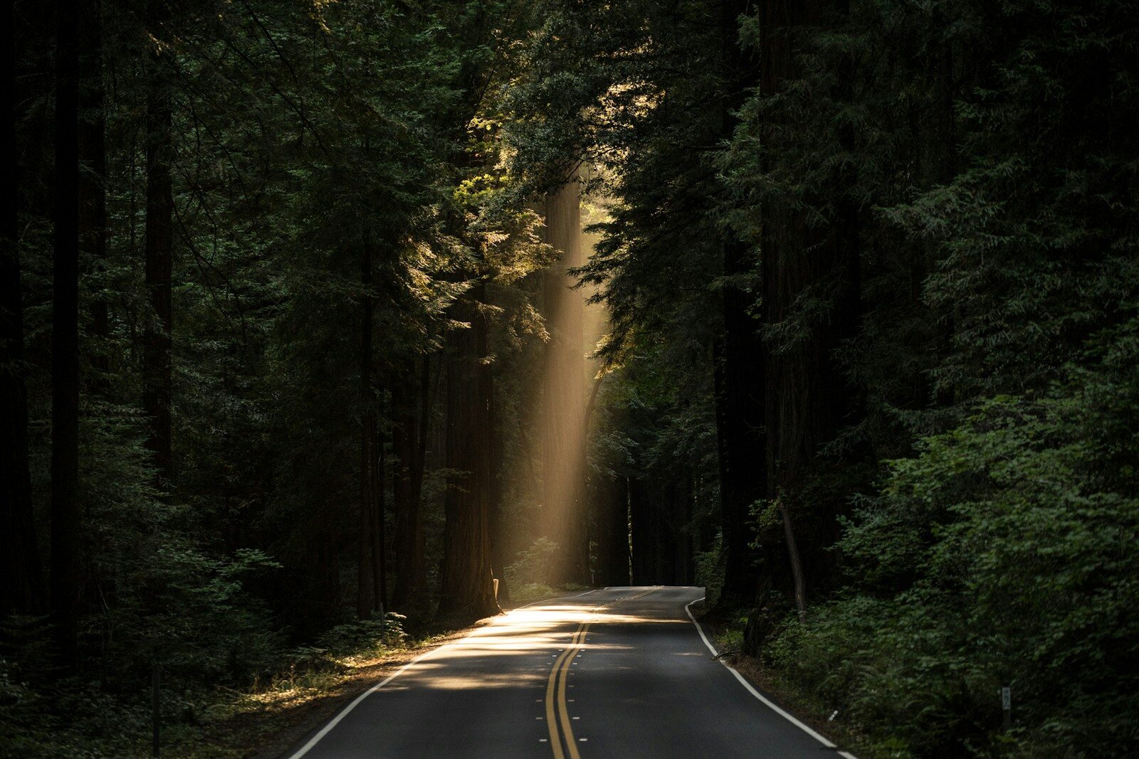 The path forward